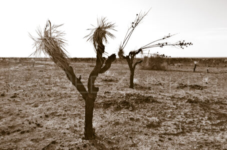 New Mexico Desert