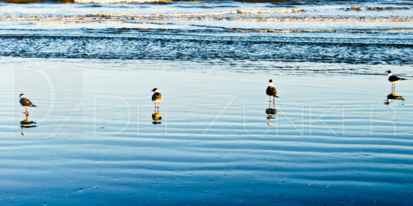 “Hold the Line” – Seagulls in Galveston