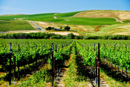 California Vineyard – Off the Beaten Path