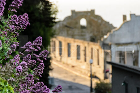 Alcatraz: “Flowers at Sunset over the Officer’s Club”