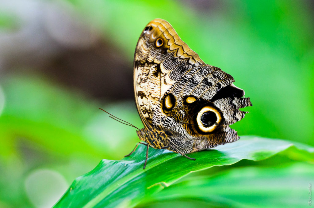 Owl Butterfly at the Cockrell Butterfly Museum photo by Houston Commercial Photographer Dee Zunker