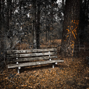 Marked Pines of Memorial Park